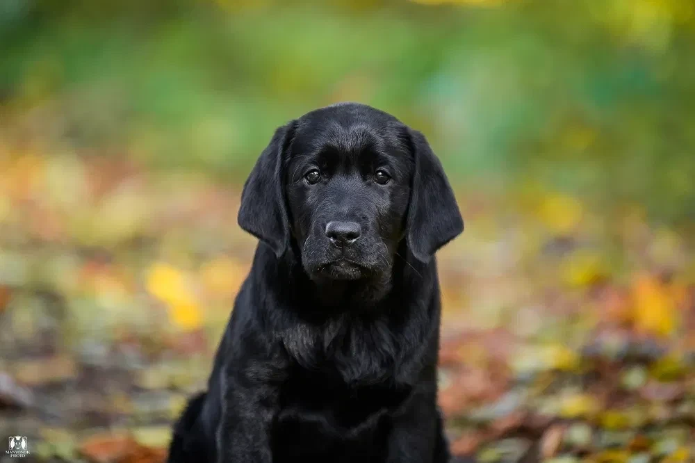 Labrador receiver girl, 18 weeks old, San Francisco (California)
