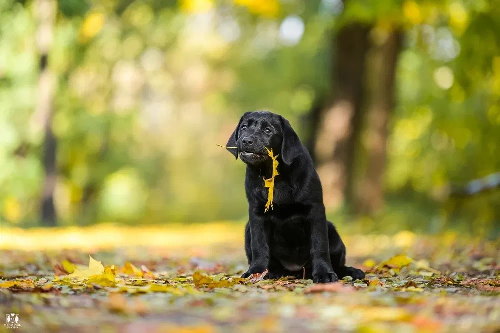 Labrador receiver girl, 18 weeks old, San Francisco (California)