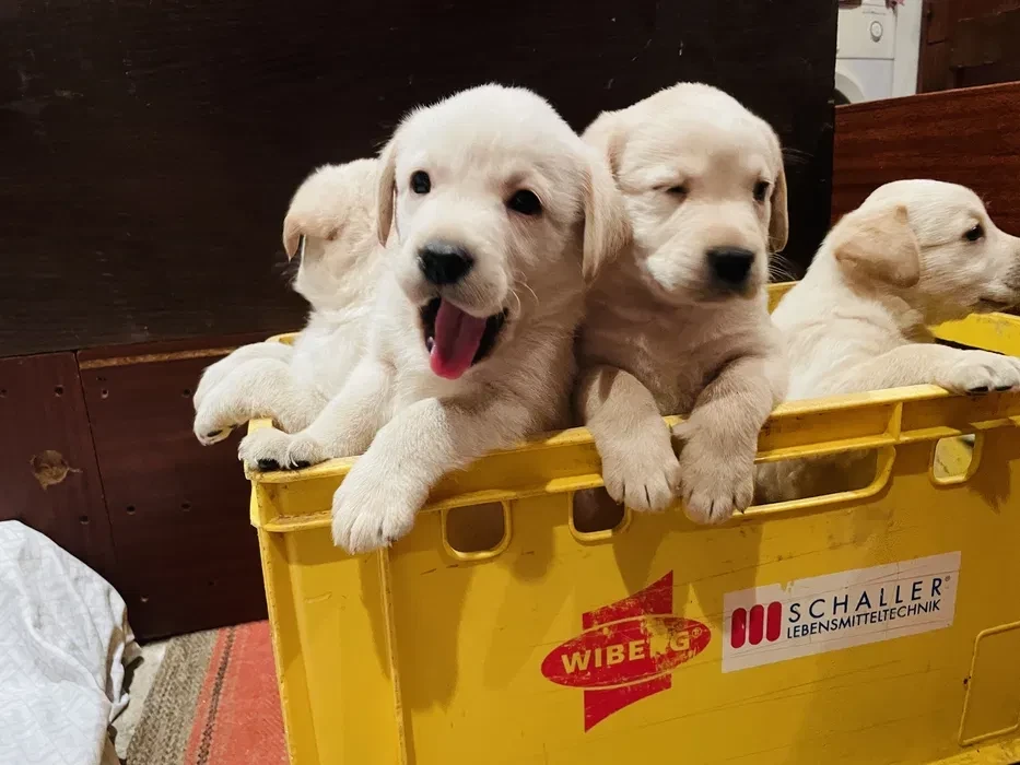 Labrador puppies for sale