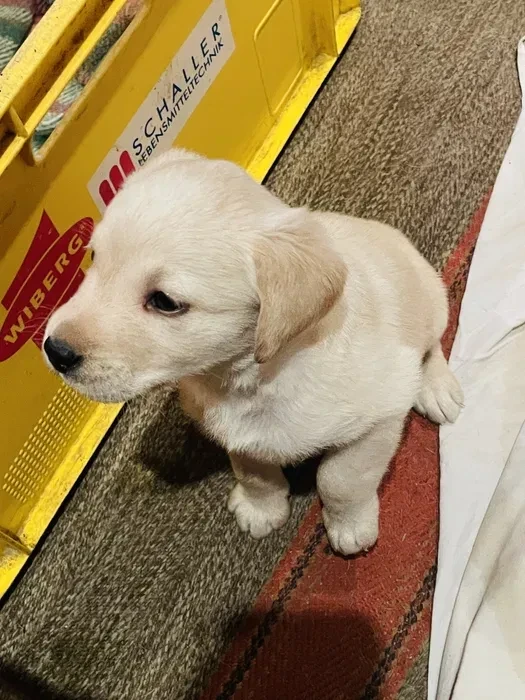 Labrador puppies for sale