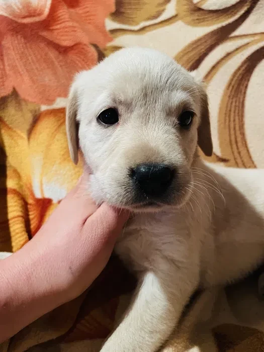 Labrador puppies for sale