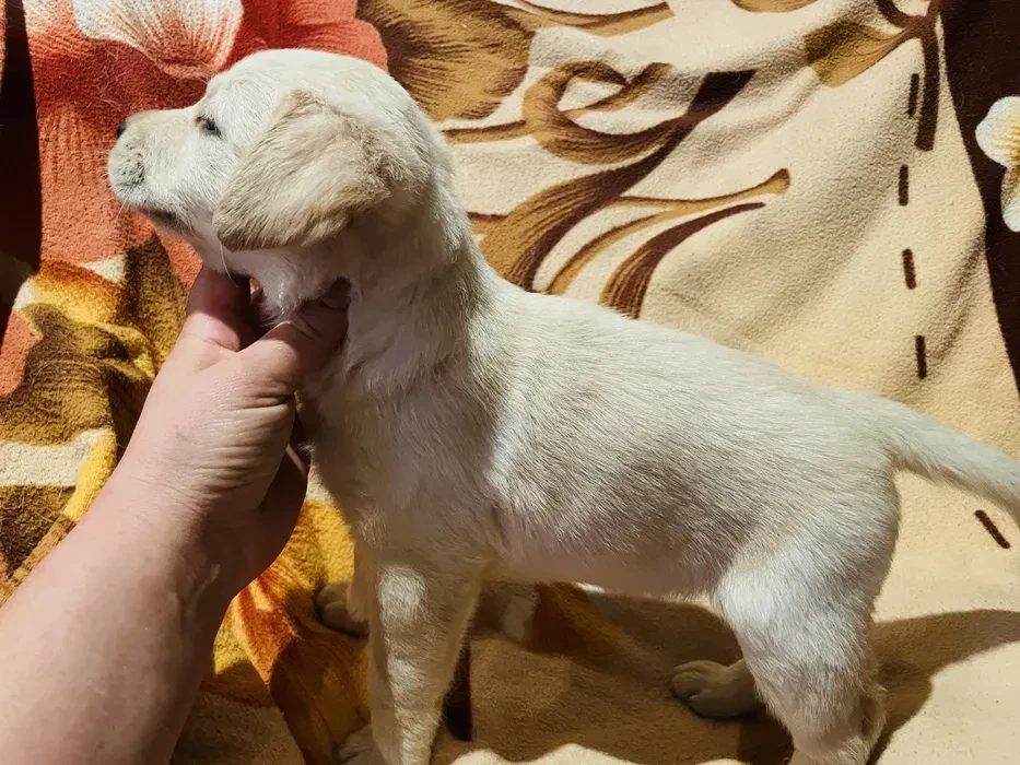 Labrador puppies for sale