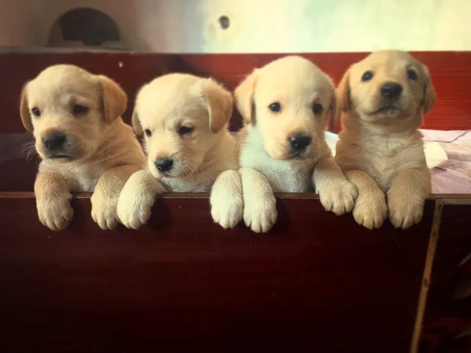 Labrador puppies for sale