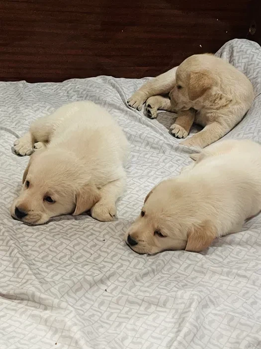 Labrador puppies for sale