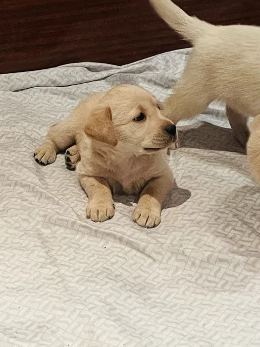 Labrador puppies for sale