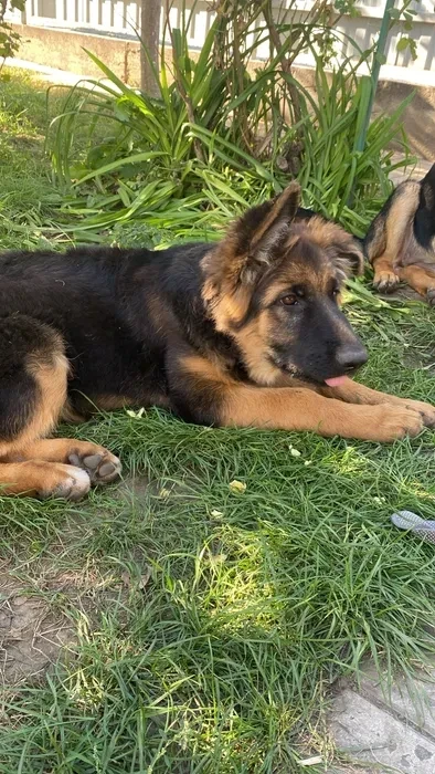 German Shepherd girls with documents