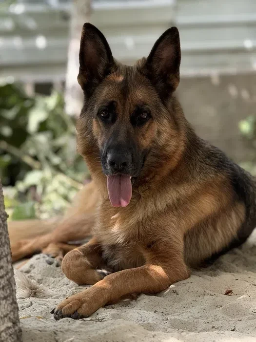German Shepherd girls with documents