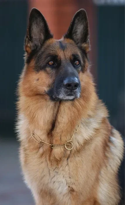 German Shepherd girls with documents