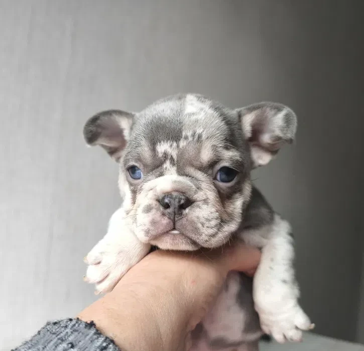 Bulldog girl from Miami looking for a home