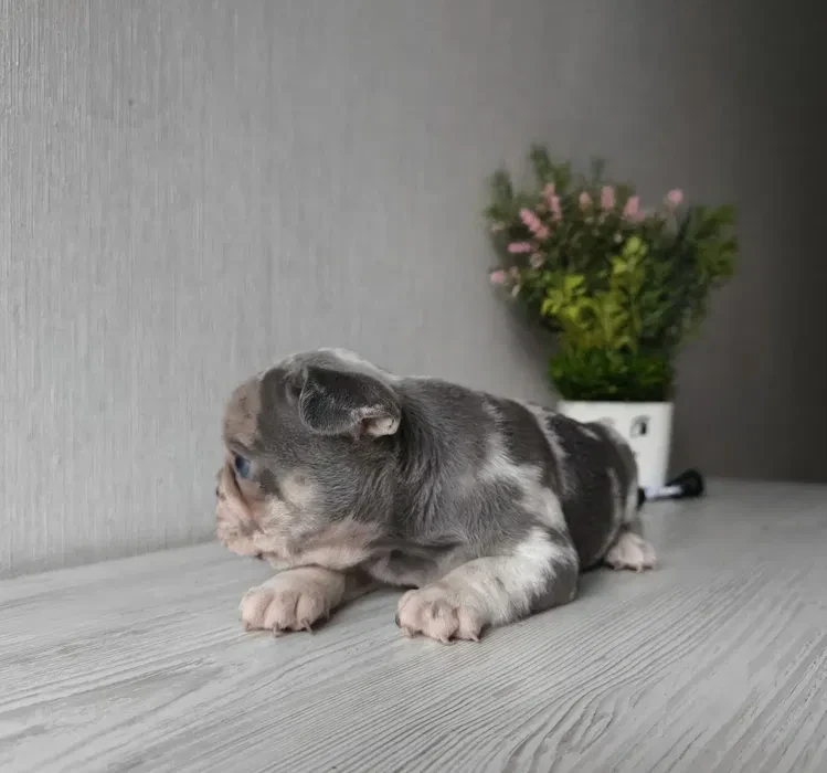 Bulldog girl from Miami looking for a home