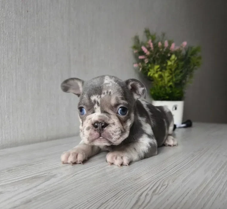 Bulldog girl from Miami looking for a home