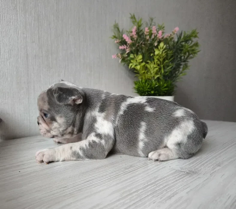 Bulldog girl from Miami looking for a home