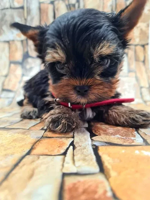 Little yorkies looking for a home