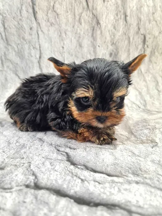Little yorkies looking for a home