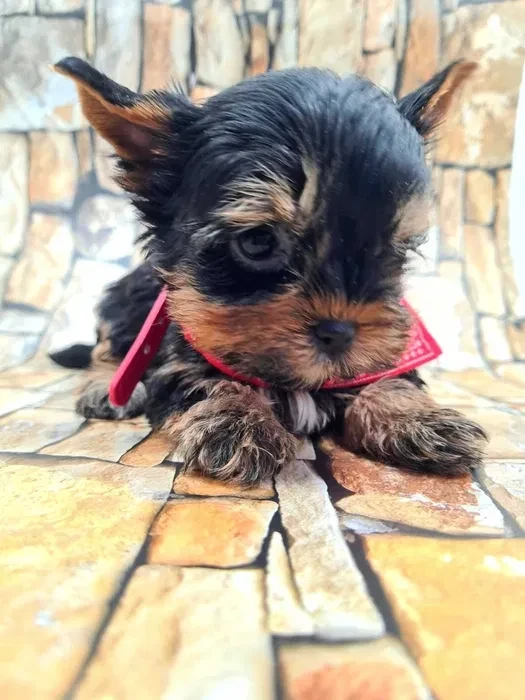 Little yorkies looking for a home