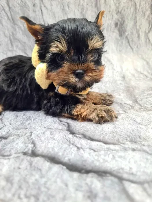 Little yorkies looking for a home
