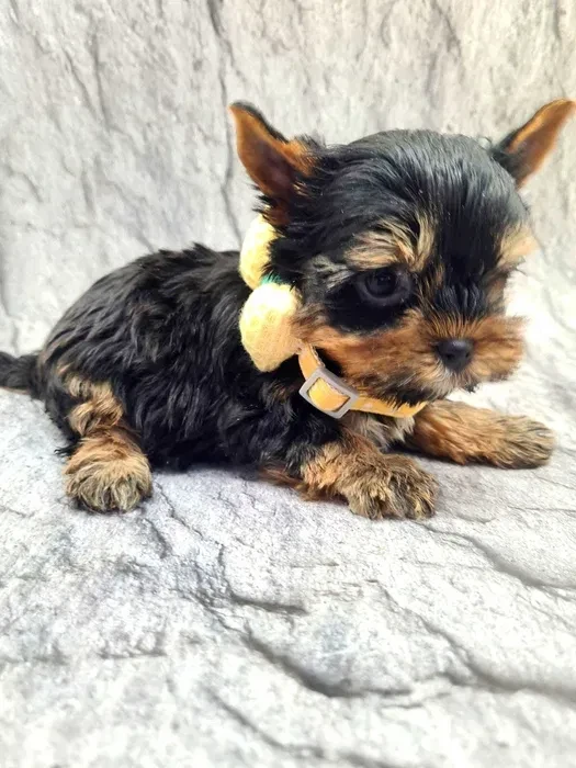 Little yorkies looking for a home