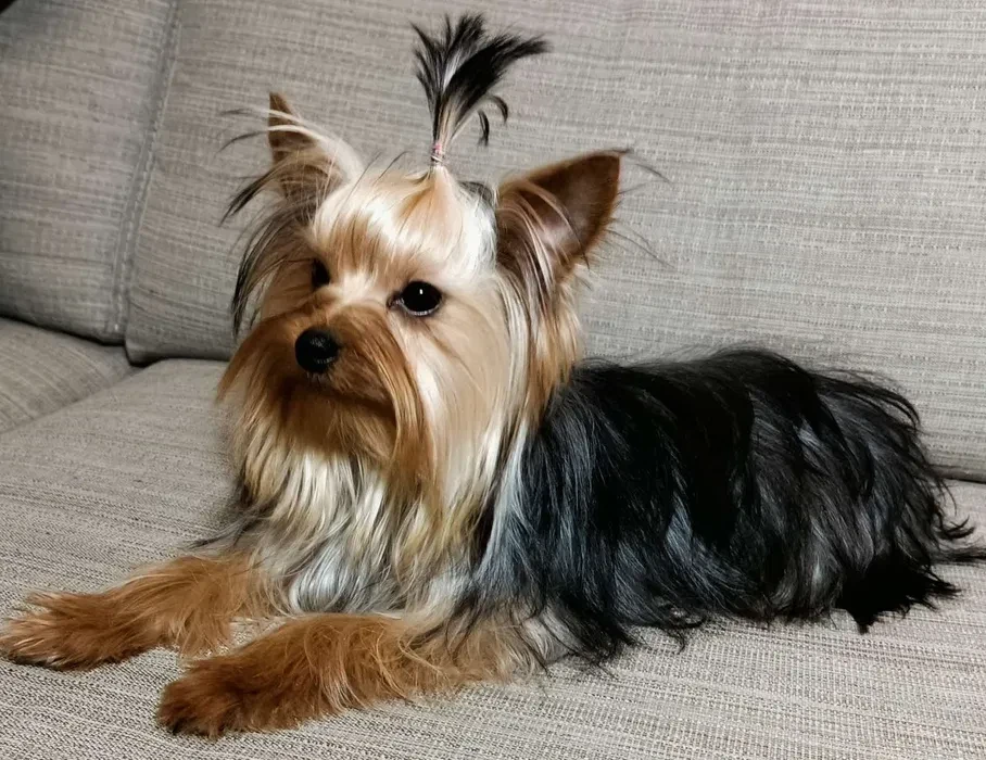 Yorkies are ready to be booked in Texas
