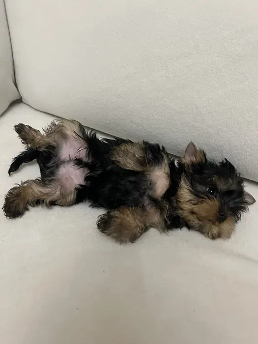 Yorkies are ready to be booked in Texas