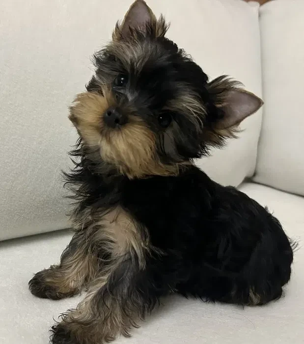Yorkies are ready to be booked in Texas