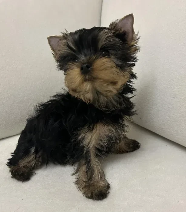 Yorkies are ready to be booked in Texas