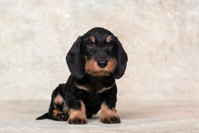 Dachshund Puppy 12 weeks Old Ready for Adoption in Texas