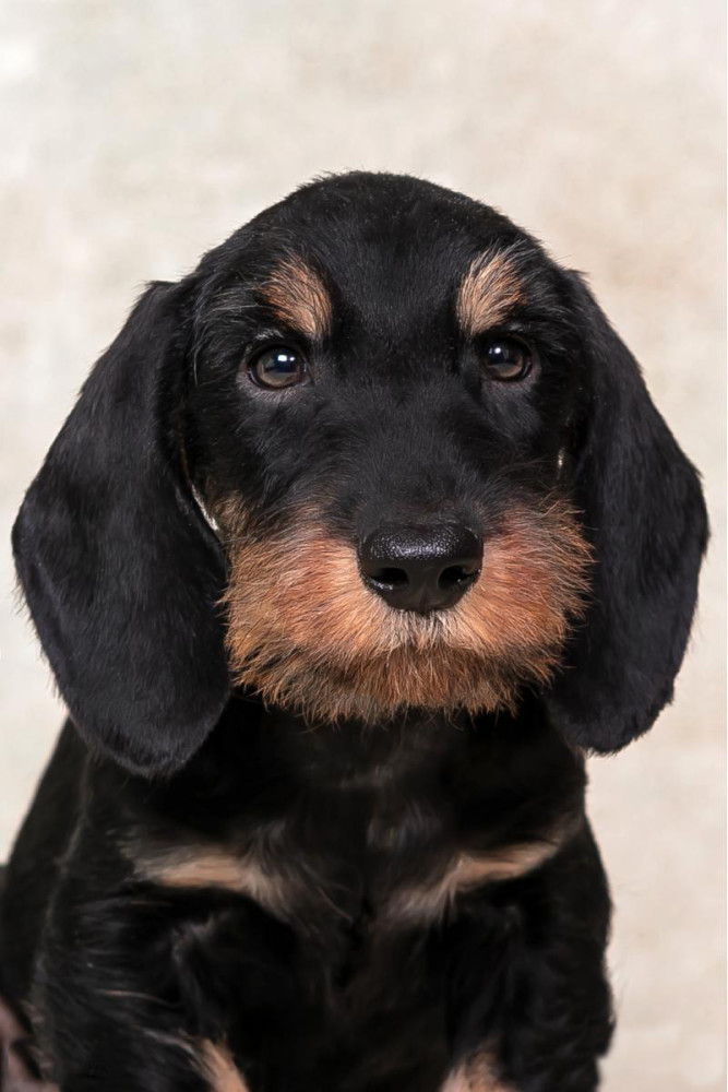 Dachshund Puppy 12 weeks Old Ready for Adoption in Texas