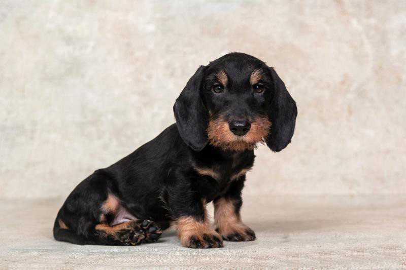 Dachshund Puppy 12 weeks Old Ready for Adoption in Texas