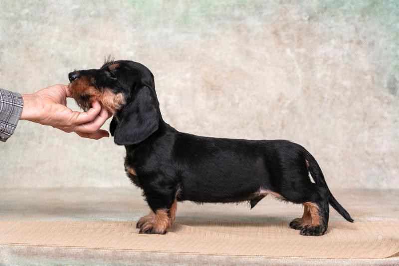 Dachshund Puppy 12 weeks Old Ready for Adoption in Texas