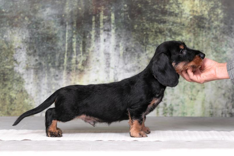 Dachshund Puppy 12 weeks Old Ready for Adoption in Texas
