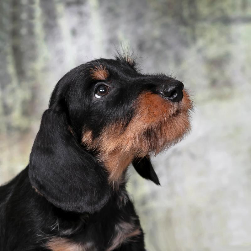 Dachshund Puppy 12 weeks Old Ready for Adoption in Texas