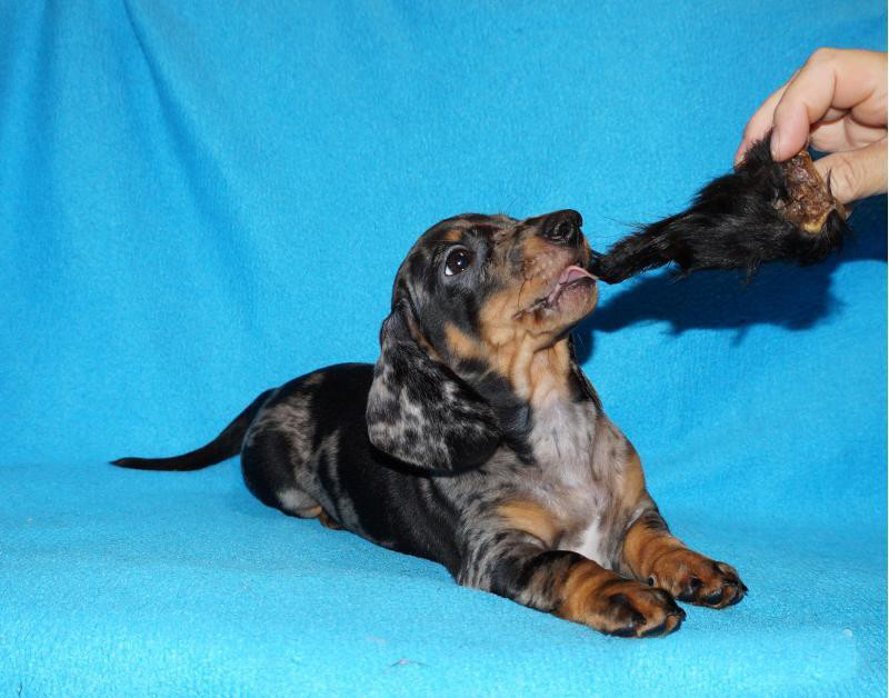 2 dachshund girls are waiting for their owners in Dallas