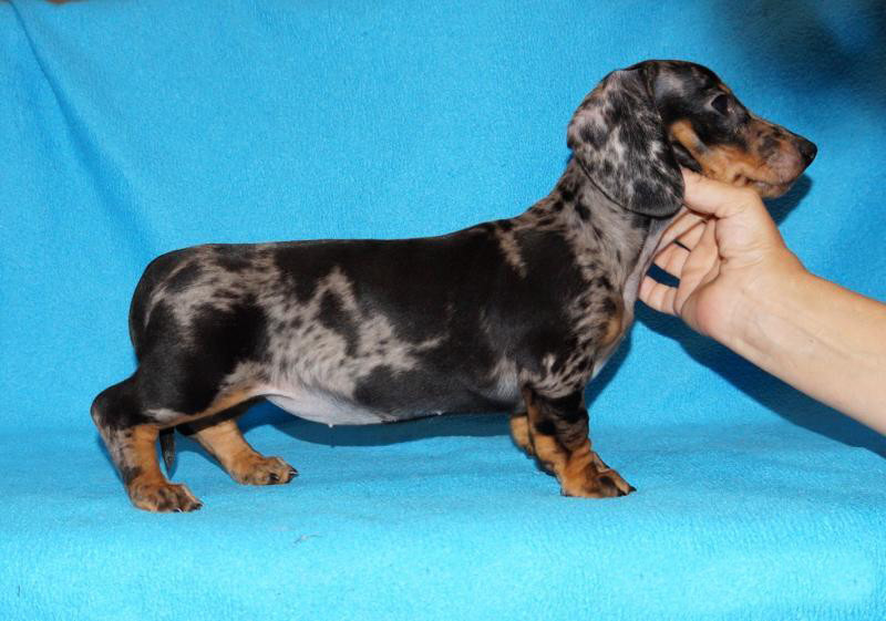 2 dachshund girls are waiting for their owners in Dallas