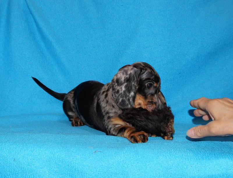 2 dachshund girls are waiting for their owners in Dallas