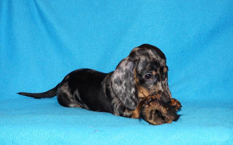 2 dachshund girls are waiting for their owners in Dallas