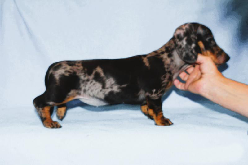 2 dachshund girls are waiting for their owners in Dallas