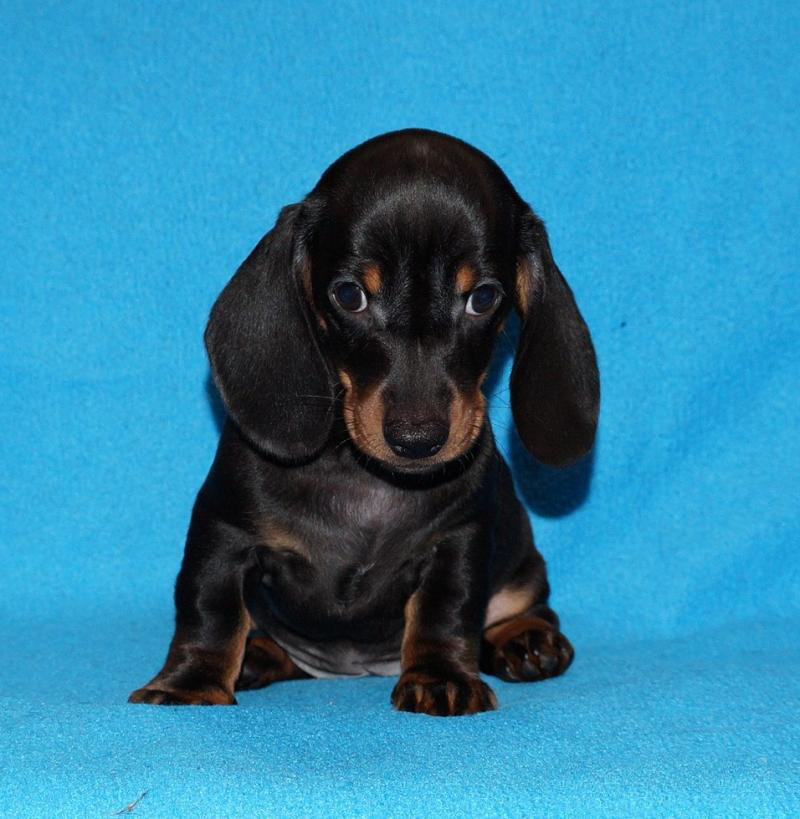 2 dachshund girls are waiting for their owners in Dallas