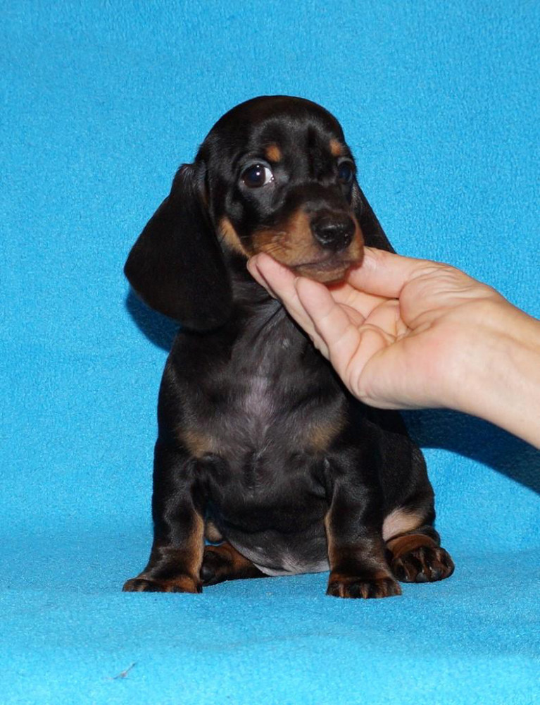 2 dachshund girls are waiting for their owners in Dallas