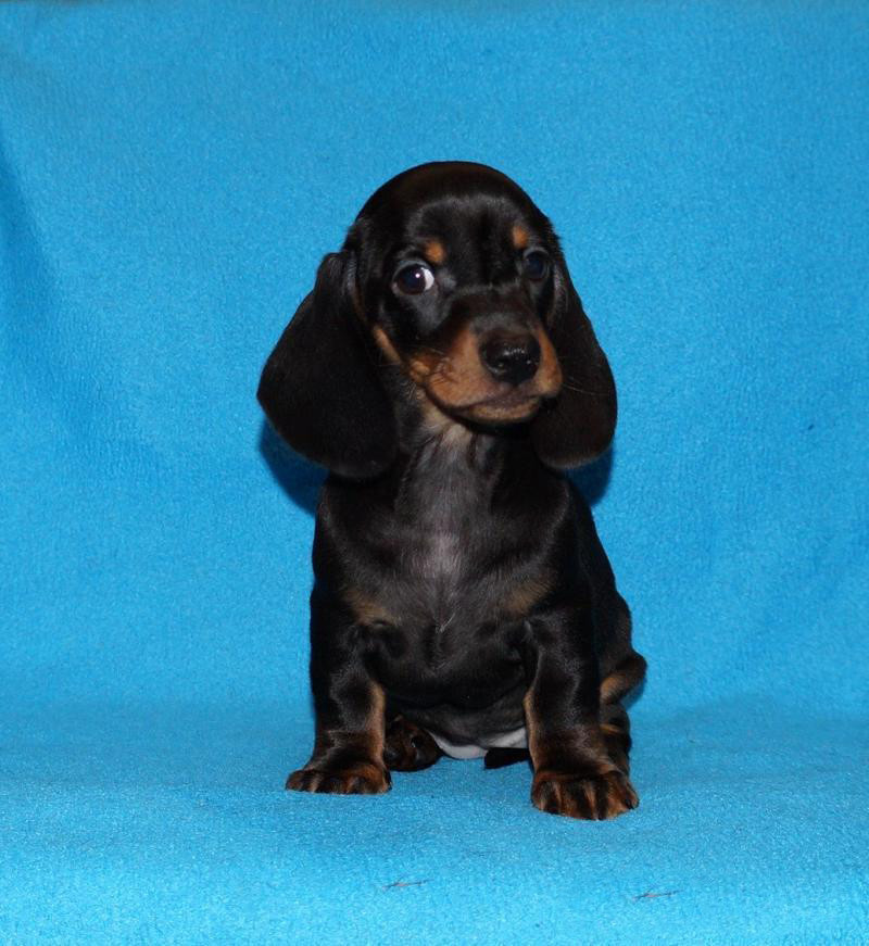 2 dachshund girls are waiting for their owners in Dallas