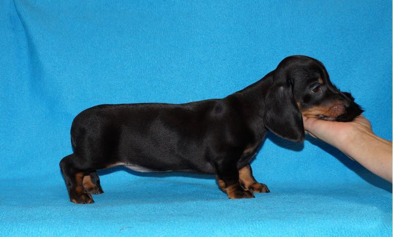 2 dachshund girls are waiting for their owners in Dallas