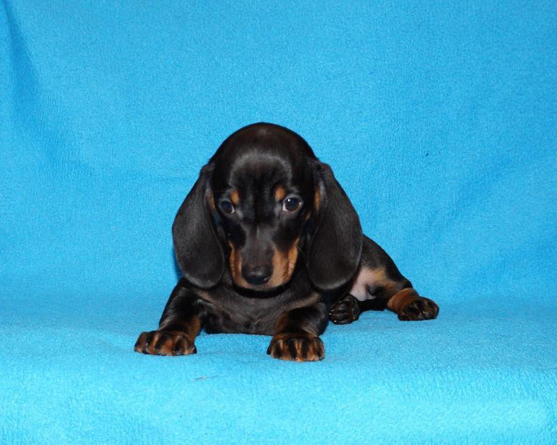 2 dachshund girls are waiting for their owners in Dallas