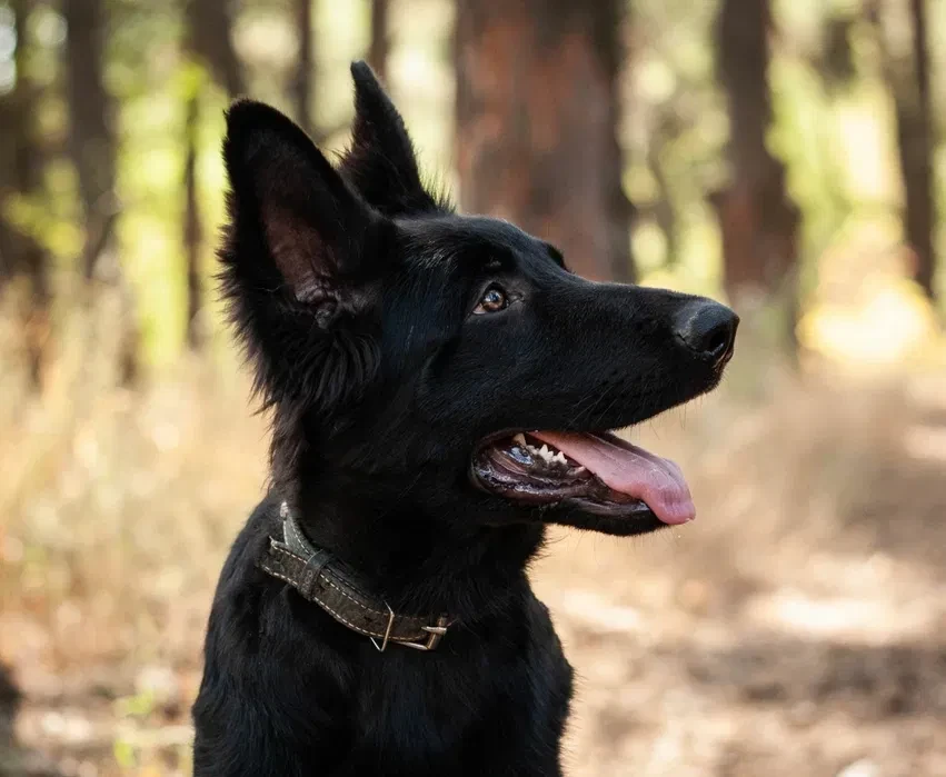 Incredible beauty! A black German shepherd dog