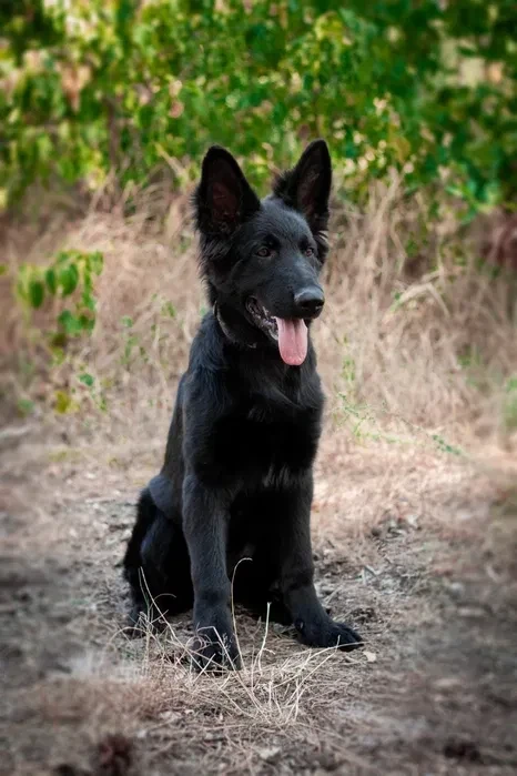 Incredible beauty! A black German shepherd dog
