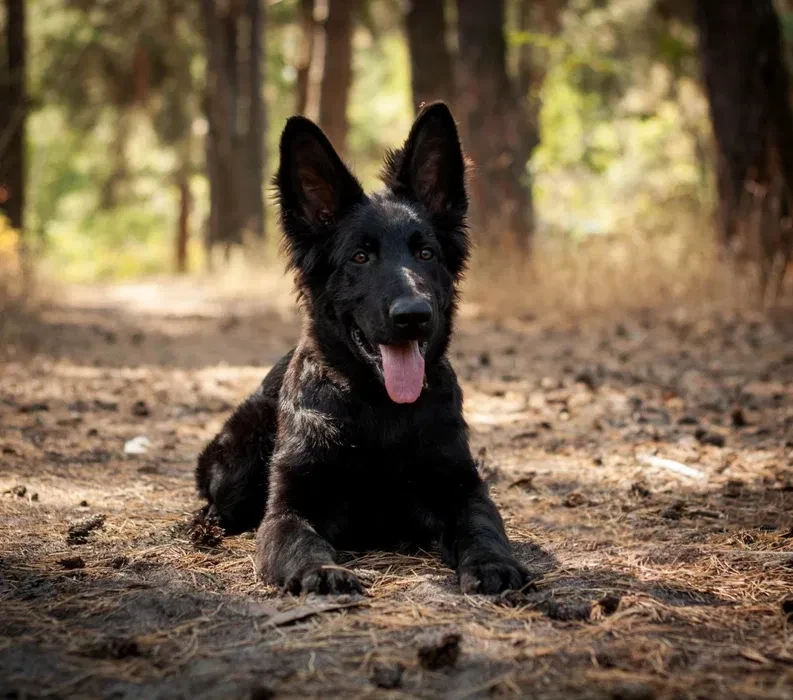 Incredible beauty! A black German shepherd dog