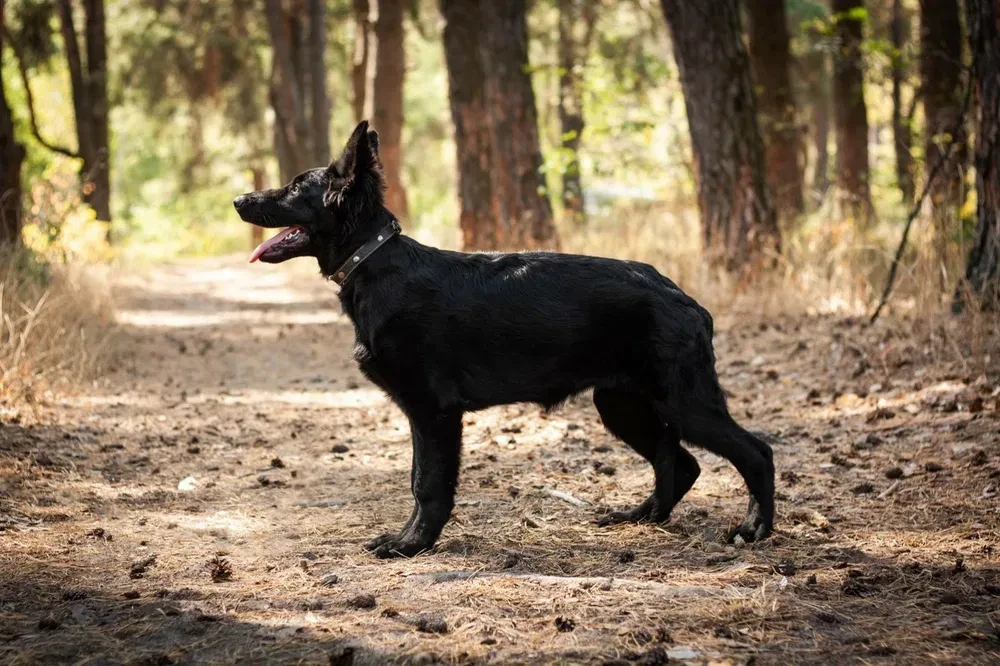 Incredible beauty! A black German shepherd dog