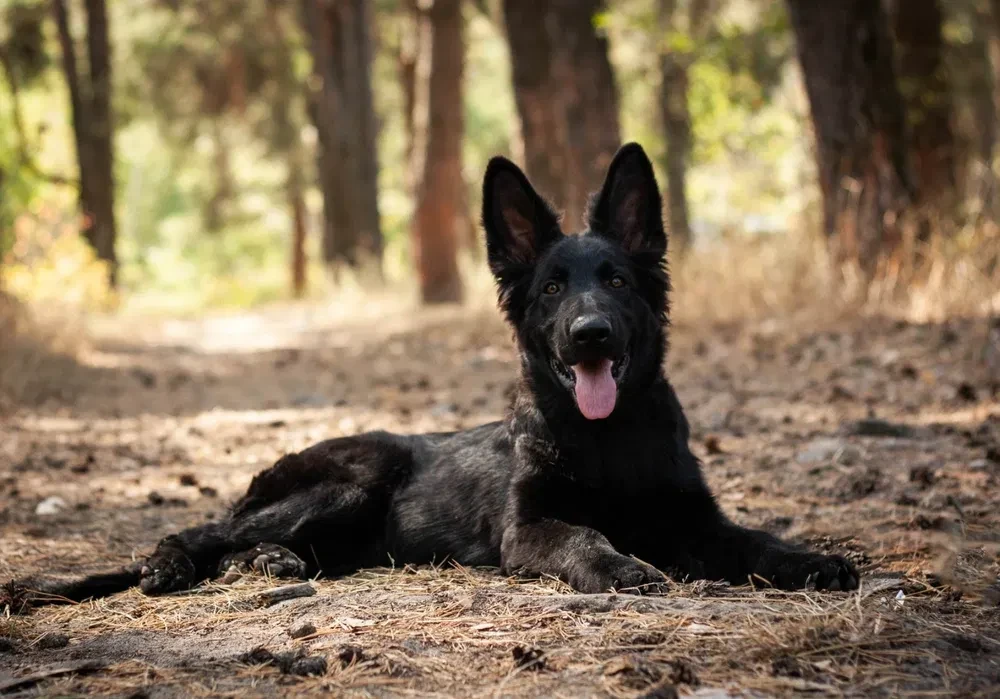 Incredible beauty! A black German shepherd dog
