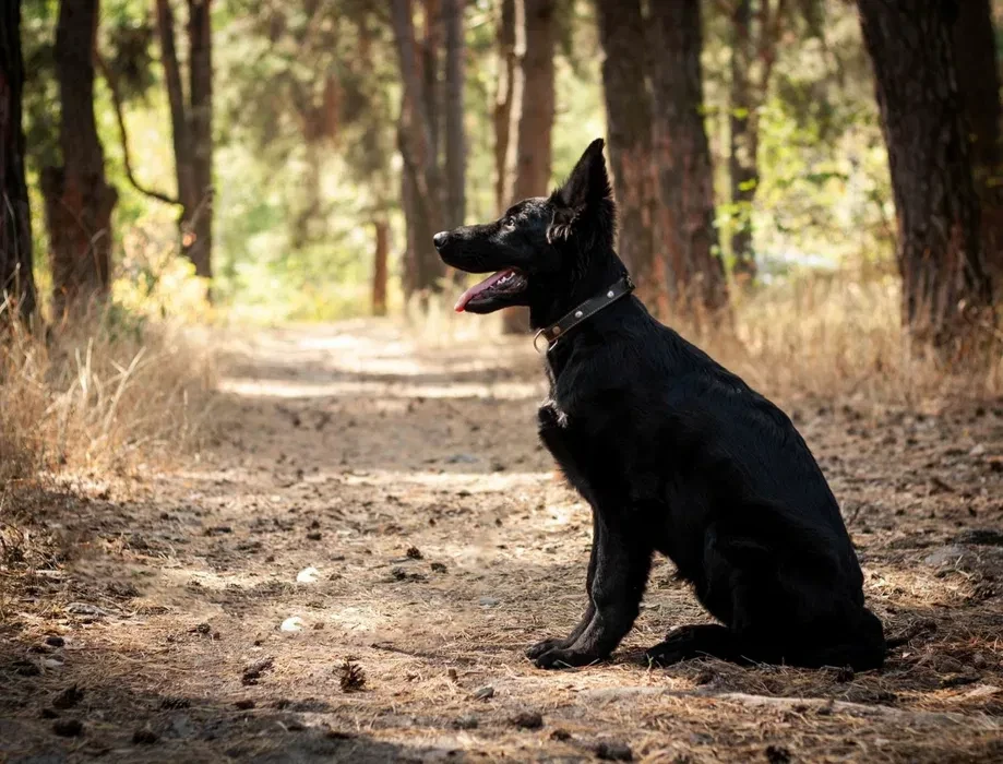 Incredible beauty! A black German shepherd dog