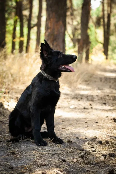 Incredible beauty! A black German shepherd dog
