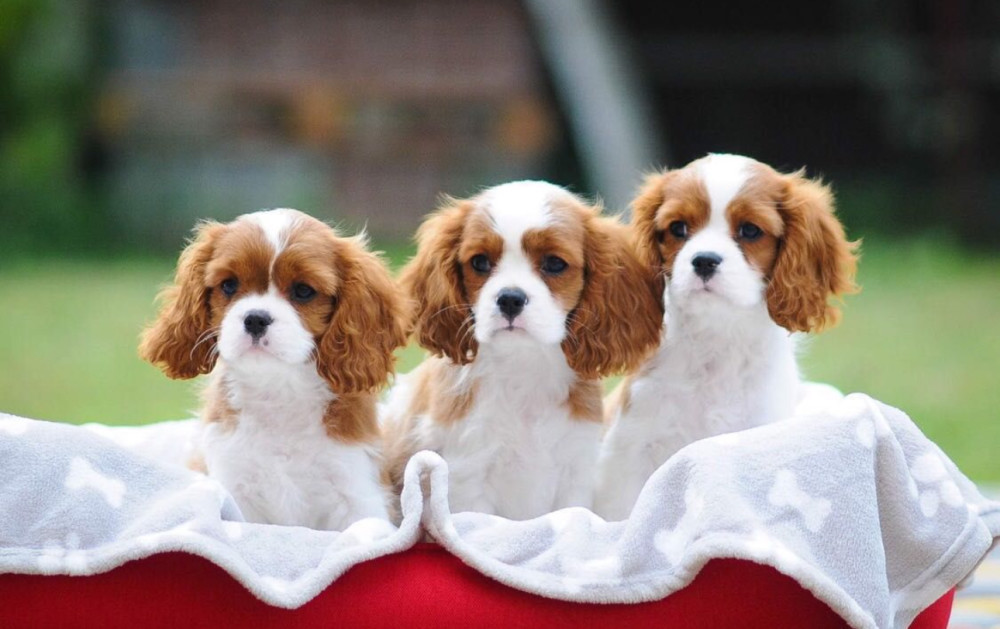 Cavalier King Charles Spaniels for Sale in Miami, FL
