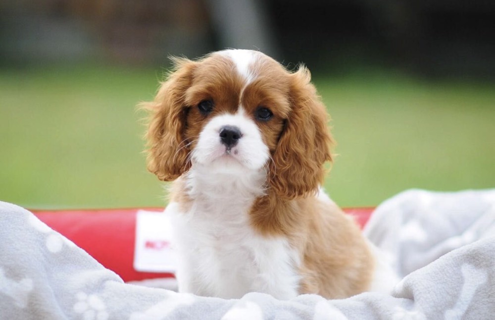 Cavalier King Charles Spaniels for Sale in Miami, FL